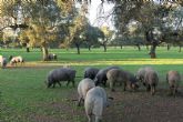 Cerdo ibrico de cebo de campo, ?qu es exactamente?