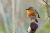 La Federacin de Asociaciones Unidas por la Naturaleza y los Animales (FAUNA) indica, junto con el bufete de abogados Vzquez & Blanco abogados, que estas aves estn perfectamente registradas y comunicadas a la autoridad CITES