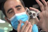 Desparasitar a las mascotas para protegerlas de las garrapatas, con Hospital Veterinario Privet