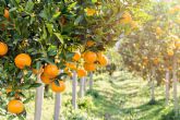 La gran variedad de recetas con naranja para disfrutar de esta fruta fresca