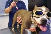 Los pequenos animales pueden recibir laserterapia en clnica