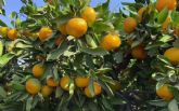 Naranjas Eco comienza la campana citrcola 2022-2023