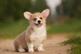 Central del Cachorro, el espacio donde encontrar una mascota sana y feliz