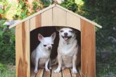 Algunas de las caractersticas sobre los chihuahuas, por Cachorros del Valle