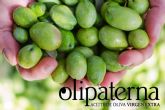 ?Por qu las recetas saben mejor con el AOVE de Olipaterna?