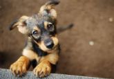 PERROBUENO, la guardera canina que pone en alza el bienestar, la salud y la comunicacin social de las mascotas