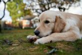 DeMascotas ofrece consejos para cuidar la salud de los perros en otono