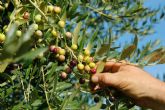 Las aceitunas arbequinas y la salud