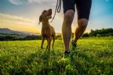 Las caractersticas del programa de adiestramiento de perros de Cachorros del Valle