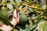 La tienda online en la que comprar aguacates sostenibles de Castelln directos del campo