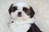 Las recomendaciones de Gallumar para la salud, higiene y peluquera de los cachorros shih tzu