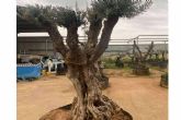 Venta de olivos centenarios y milenarios en la firma especializada Olivos Extremadura