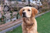 Los perros de asistencia para ninos TEA de la Asociacin Espanola de Perros de Apoyo