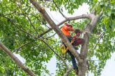 Tala de rboles, poda de palmeras y mantenimiento de jardines, de la mano de Podarama