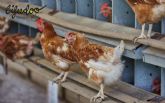 Pienso ecolgico para pollos, una alternativa saludable y sostenible para productores y consumidores, segn Bifeedoo