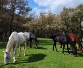 Una infusin de CafTArte.es ayuda a apadrinar un caballo expolica en el Santuario Winston