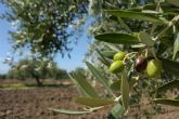 ?Cules son los aceites de oliva extra virgen premiados de Spanish - Oil?