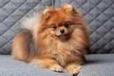 En Cachorros del Valle se pueden encontrar varios Pomerania