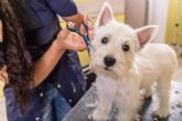 Perrukings sobre las ventajas de contratar los servicios de una peluquera canina