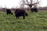 La firma Ternera del Bajo Tormes produce y comercializa carne de ternera ecolgica