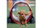 La disciplina deportiva agility canino fortalece el vnculo entre humanos y perros