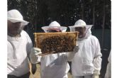 El papel de las abejas para la seguridad alimentaria y la vida saludable, por Cursos de Apicultura