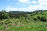 La historia de amor y respeto por el vino y la tierruca que se esconde detrs de Bodegas Vidular