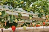 Aspectos a considerar cuando se planta en un invernadero con bolsas de cultivo