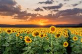 La temporada de girasoles llega a Rosistirem