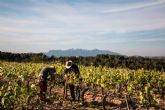 Una experiencia autntica y libre de qumicos; los vinos ecolgicos de Naturalovers Wine