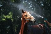 Bifeedoo confiesa los secretos para un cuidado ptimo de los animales de corral en verano