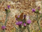 ADEL Sierra Norte explica cmo observar mariposas diurnas en verano