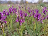 Las orqudeas silvestres son las bellas desconocidas de la Sierra Norte de Guadalajara