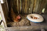 El pienso ecolgico para gallinas ponedoras de Bifeedoo aporta una nutricin natural para conseguir huevos de mayor calidad y sabor