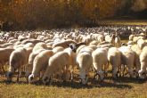 España recupera el estatus de país libre frente a la viruela ovina y caprina