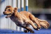 El campus en Barcelona LAlmozara Can Bosc ayuda a crear un vnculo con perros de razas fuertes