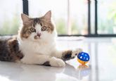 Cules son las recomendaciones y consejos de comida gatos con Era Pet food