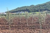 Los olivos de Arbequina en secano, cultivo mecanizado y sostenible