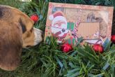 NaturWild ofrece el regalo de navidad perfecto para un perro