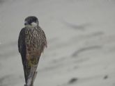 El papel de las aves rapaces en la Sierra Norte de Guadalajara