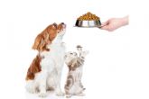 Los beneficios de la comida para perros y gatos de Can Xana