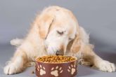 Proporcionar al companero peludo una nutricin sobresaliente con el pienso para perros adultos de Era Pet Food