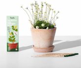 Regalos de San Valentin: SproutWorld propone un regalo romntico renovando su edicin de amor para San Valentin: lpices que se convierten en flores de amor