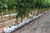 Pelemix cuenta con una solucin para los productores comerciales de tomates