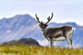 El Ro San Lorenzo en Canad; en el corazn del invierno boreal