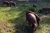 Finca Roncales, una labor basada en su pasin por el cerdo ibrico y el jamn ibrico