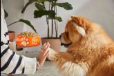 Revolucionando la nutricin canina; Dogfy Diet lidera con soluciones naturales para la alimentacin de perros