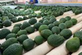 Green Life Export, un gran exportador de aguacates colombianos autnticos y de calidad