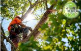 El arte de la poda: promoviendo salud y seguridad de los rboles, por La Tierra Jardinera