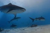 El buceo seguro con tiburones tigre en Fuvahmulah es una experiencia inolvidable y segura de la mano de Drop Dive Maldives